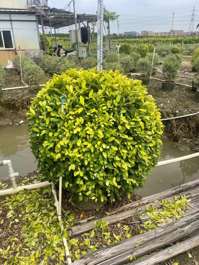 黄金榕各种规格基地大量现货供应，欢迎各位客户咨询