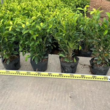 黄榕25-45高基地大量现货供应，欢迎各位客户咨询