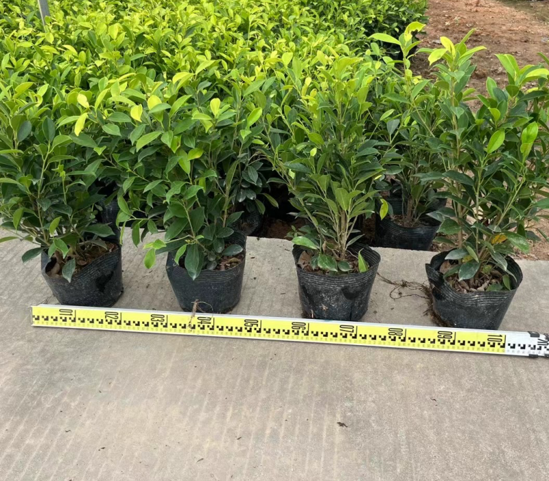 黄榕25-45高基地大量现货供应，欢迎各位客户咨询
