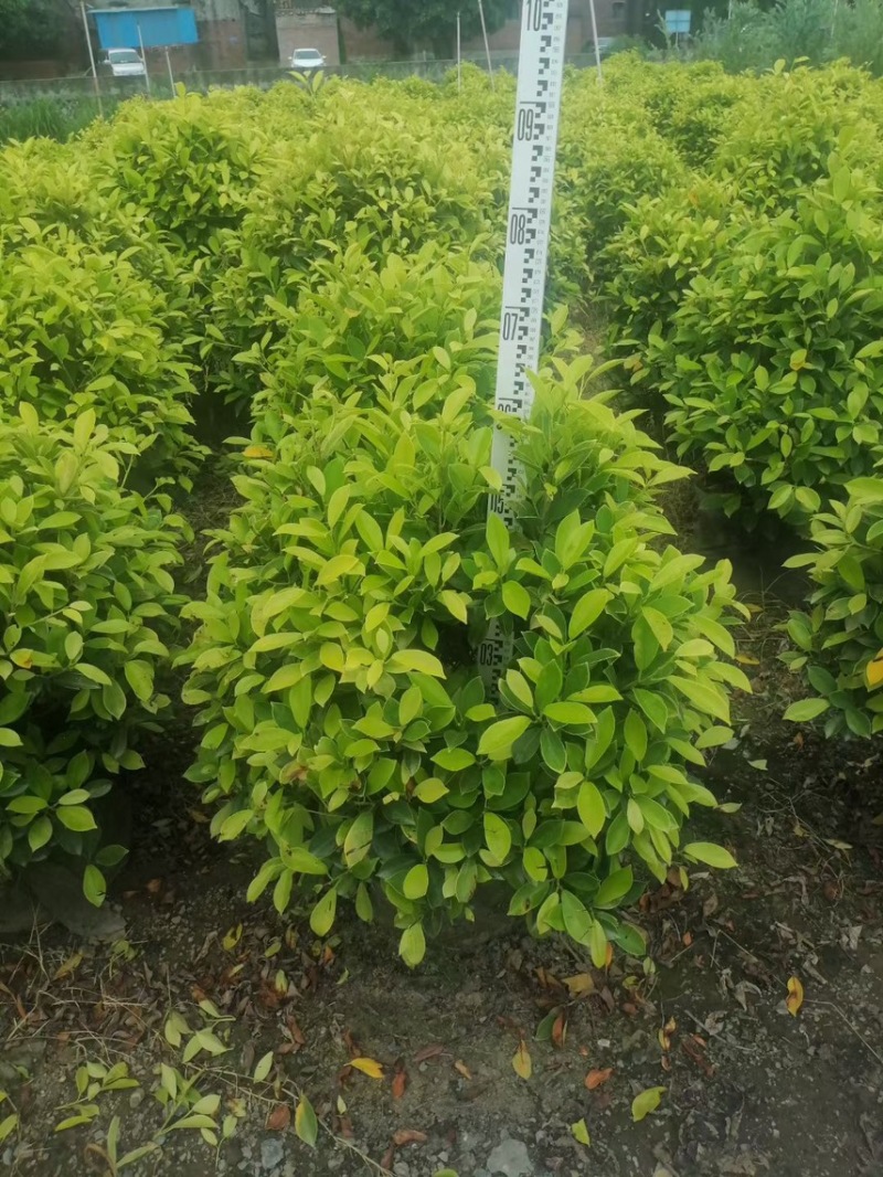 黄榕25-45高基地大量现货供应，欢迎各位客户咨询