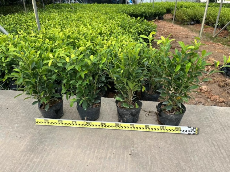 黄榕25-45高基地大量现货供应，欢迎各位客户咨询