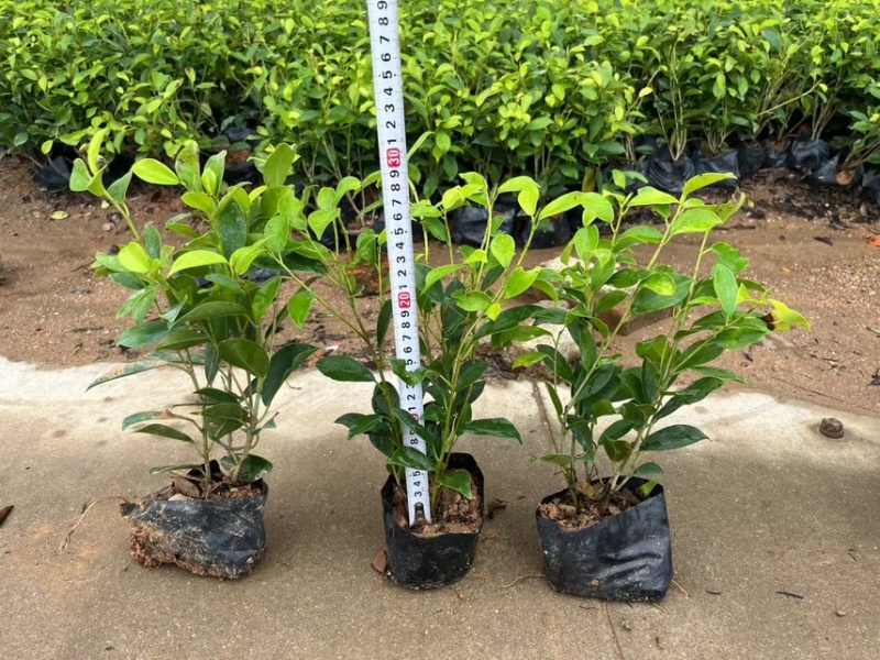 黄榕25-45高基地大量现货供应，欢迎各位客户咨询