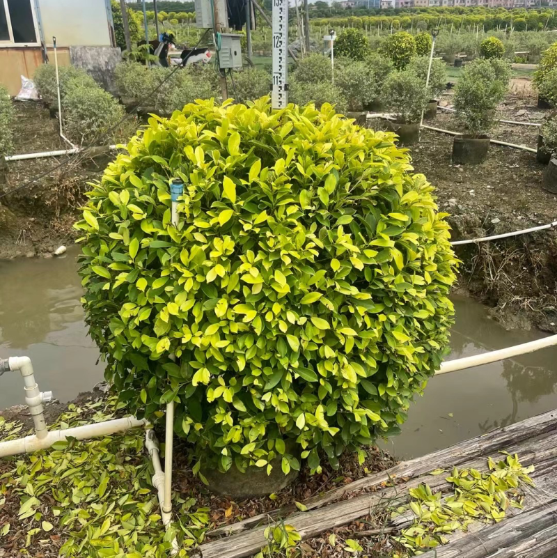 黄榕50-1.5米基地大量现货供应，欢迎各位客户咨询
