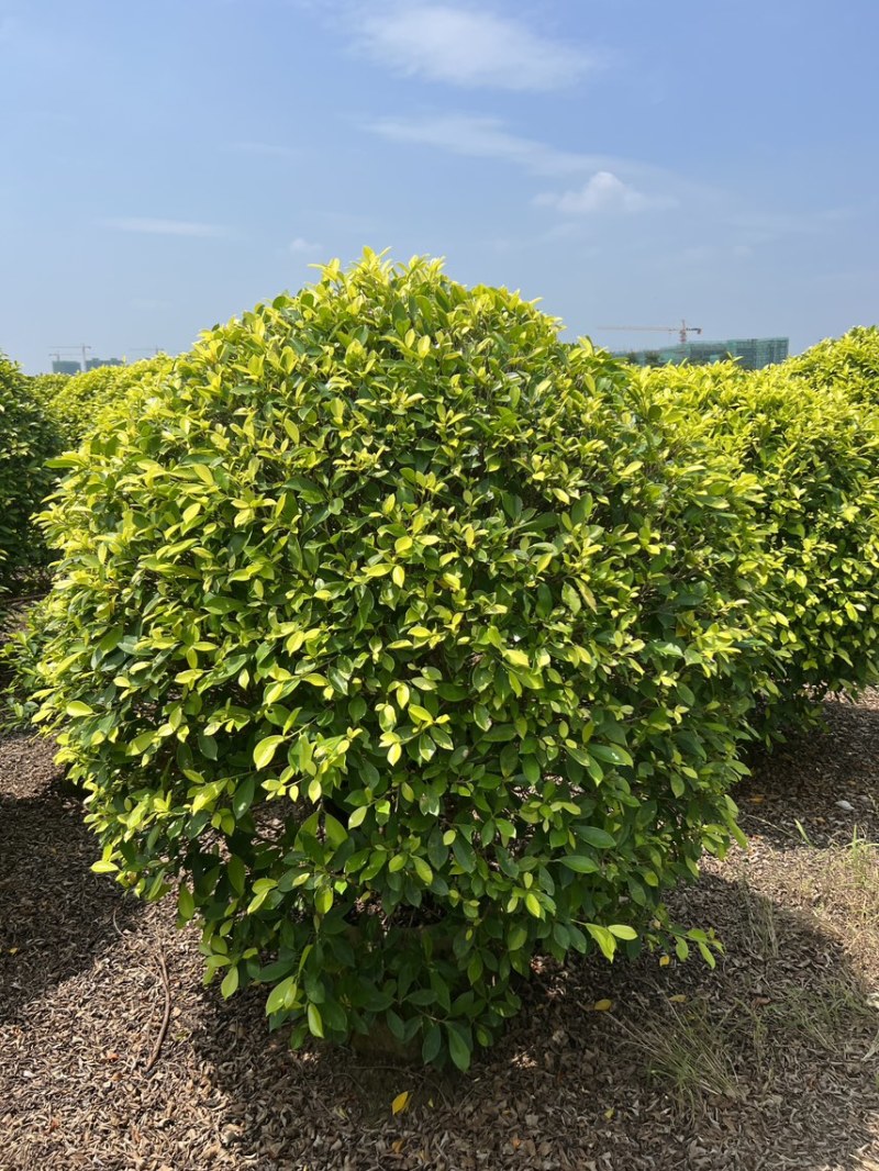 黄榕50-1.5米基地大量现货供应，欢迎各位客户咨询