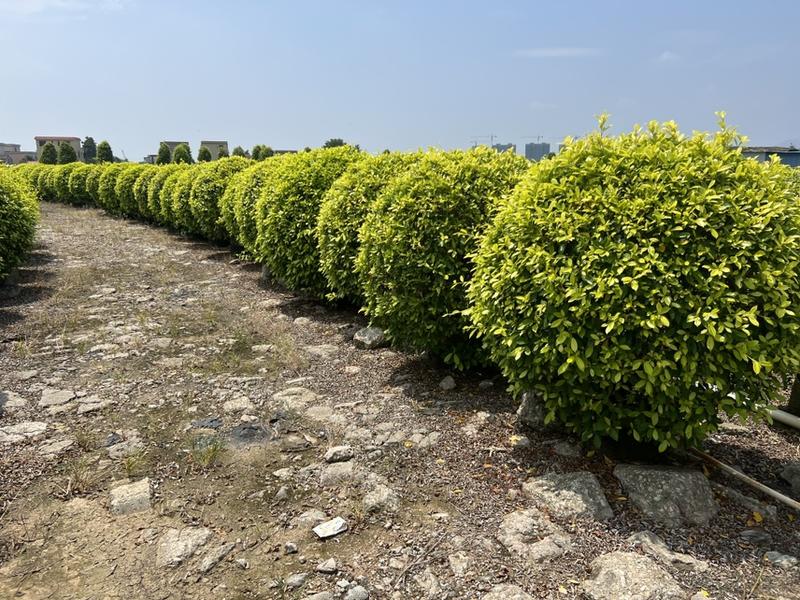 黄榕50-1.5米基地大量现货供应，欢迎各位客户咨询