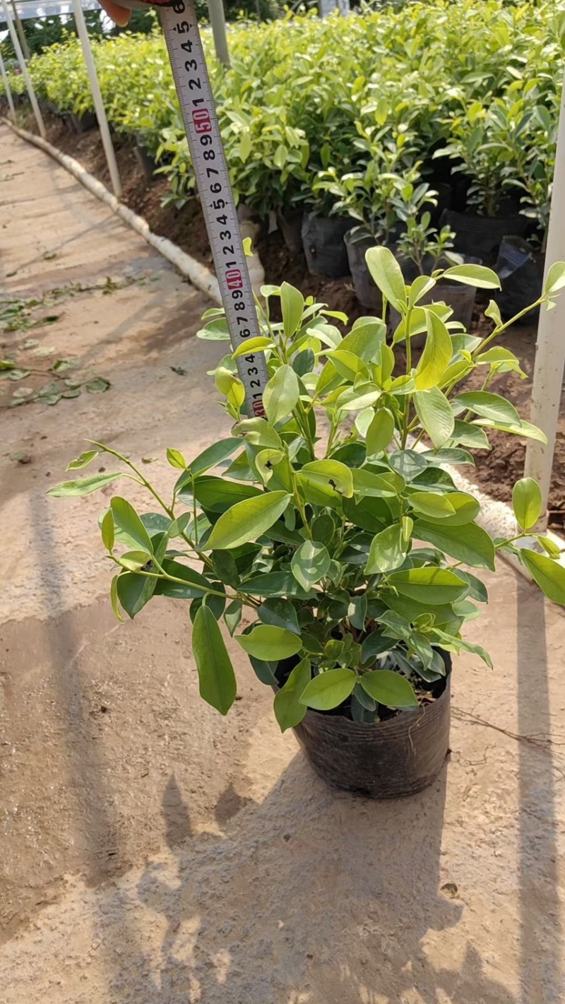 黄榕50-1.5米基地大量现货供应，欢迎各位客户咨询