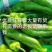 万亩精品薄皮301泡椒线椒大量上市商超均可发货实力代办