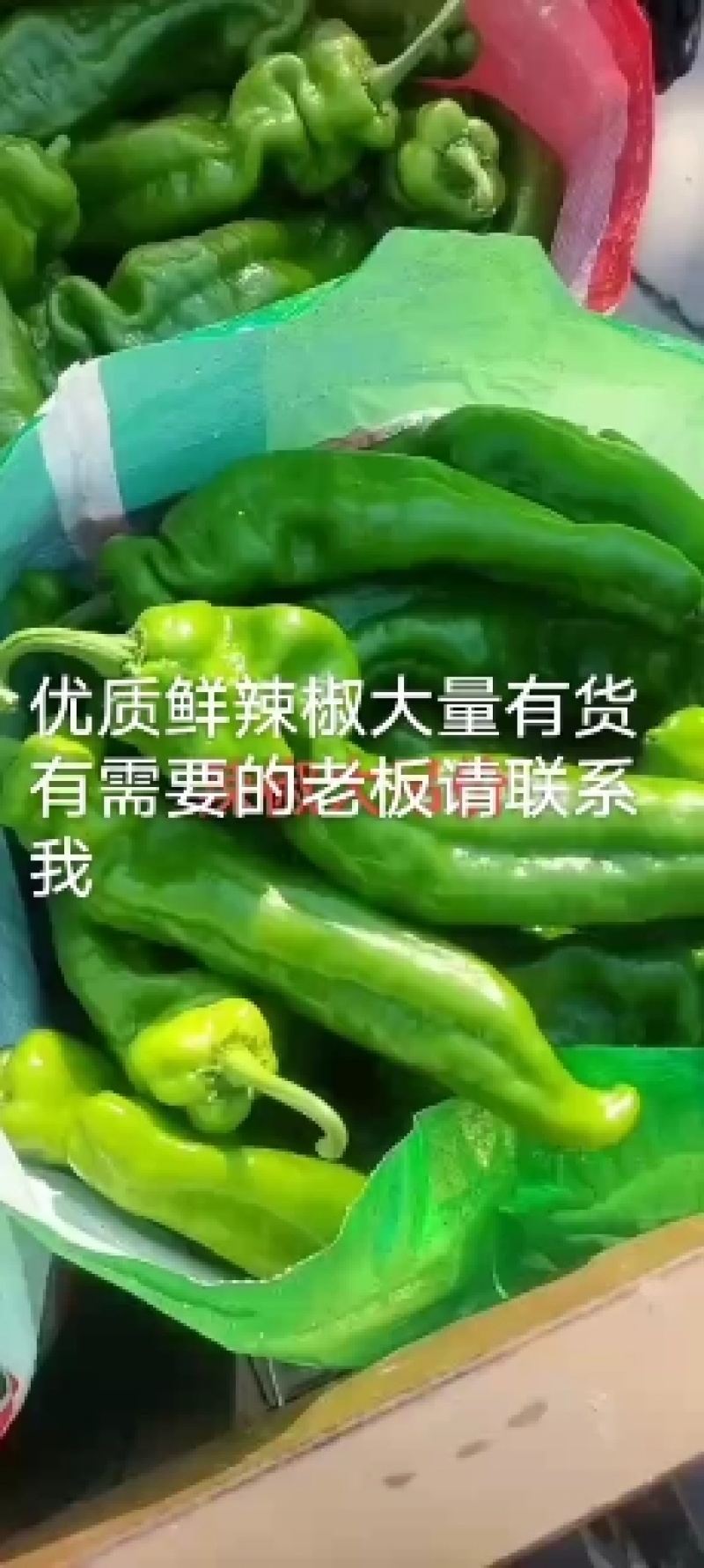 万亩精品薄皮301泡椒线椒大量上市商超均可发货实力代办