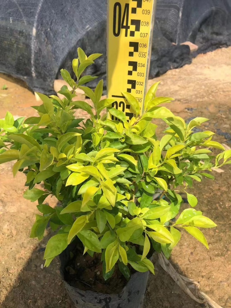 黄金叶20cm-1.5米高基地直销，欢迎各位客户咨询