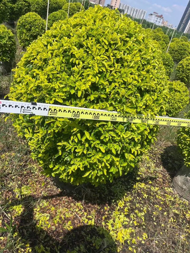 黄金叶20cm-1.5米高基地直销，欢迎各位客户咨询
