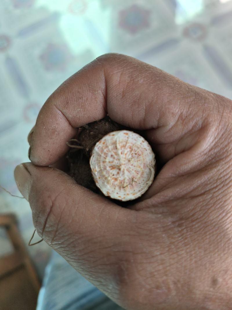 北苍术干货，苍术大货，苍术全光手选货。苍术光统货。