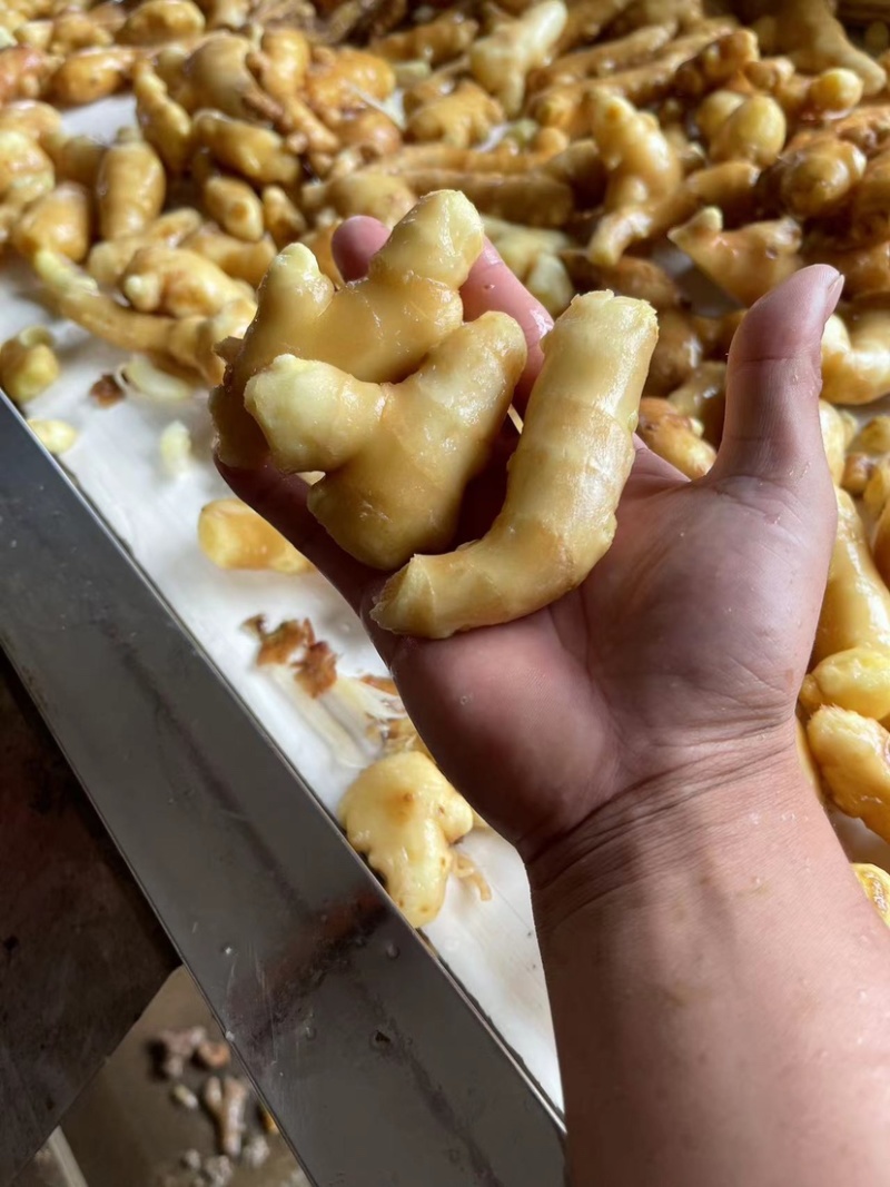 水洗姜巴姜段大量现货价格便宜包食宿一条龙服务