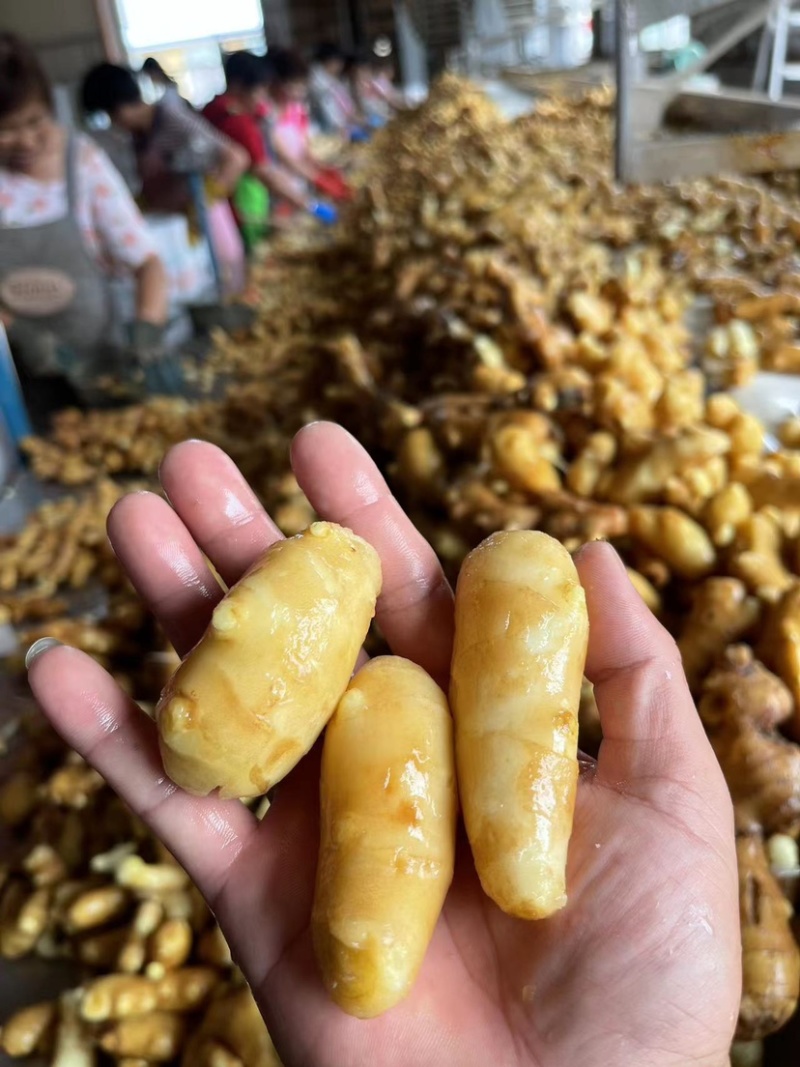 水洗姜巴姜段大量现货价格便宜包食宿一条龙服务