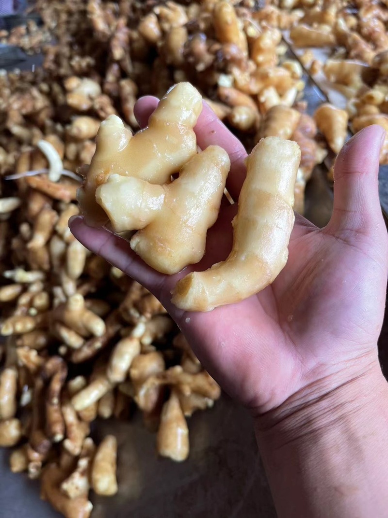 水洗姜巴姜段大量现货价格便宜包食宿一条龙服务