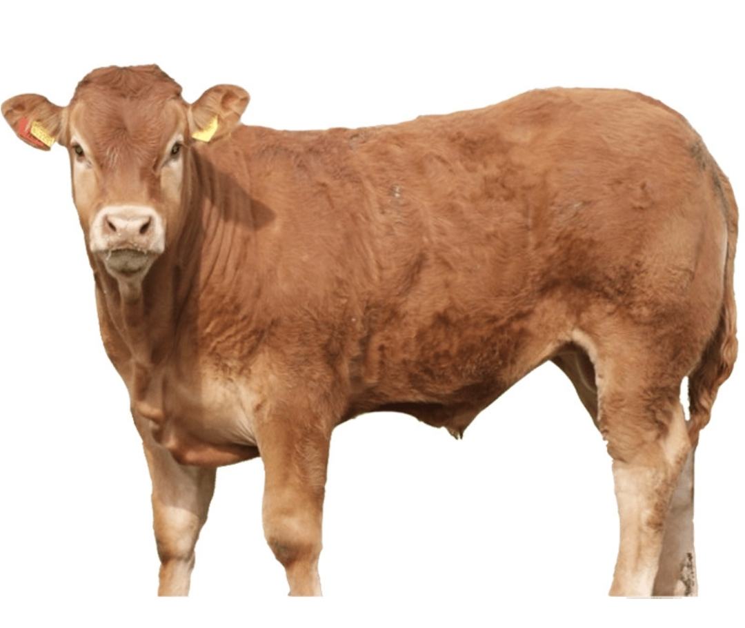 一位时尚博主身穿红色上衣搭配蓝色牛仔裤,整体造型活力而不失优雅 红蓝搭配的时尚穿搭展示