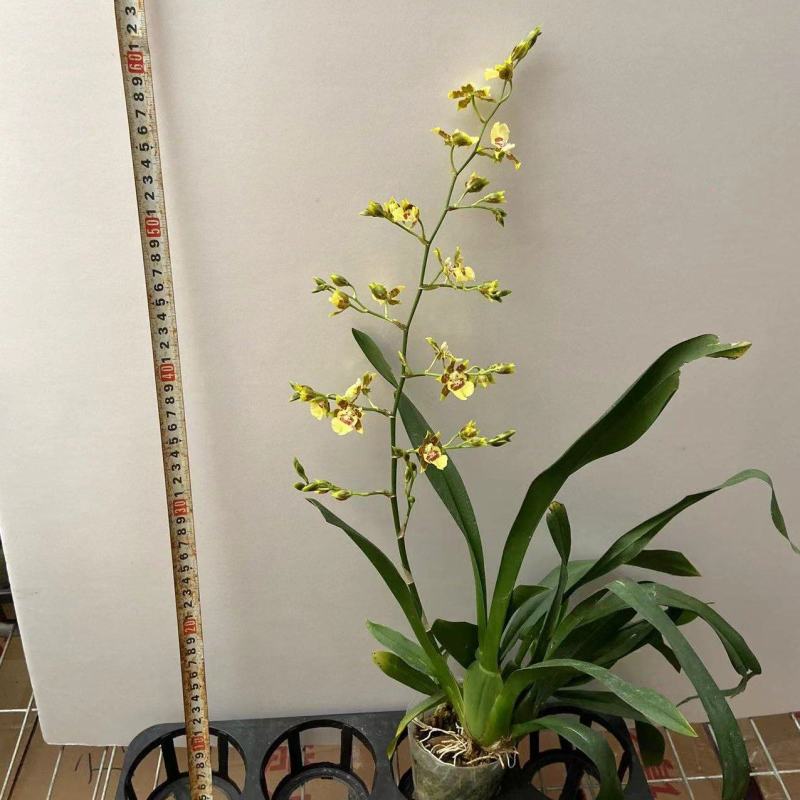 兰花文心兰甜蜜蜜12元/株一箱24株装实物实拍图直发高品