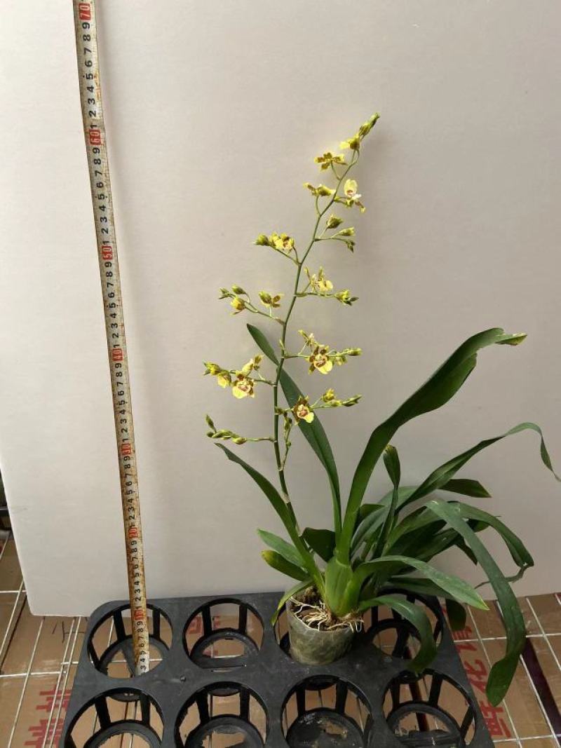 兰花文心兰甜蜜蜜12元/株一箱24株装实物实拍图直发高品