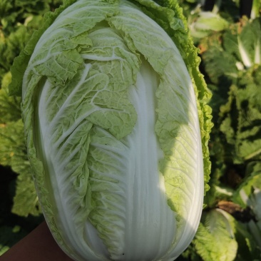 黄心大白菜