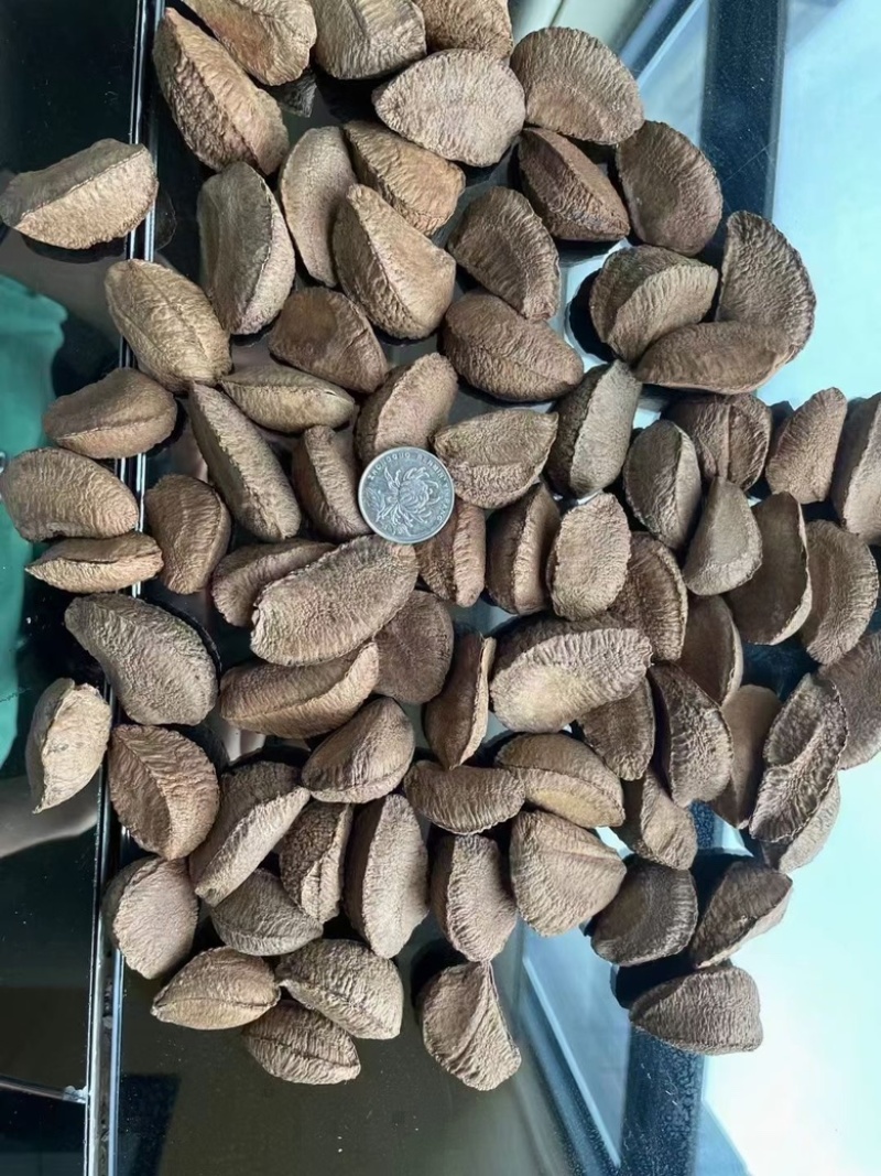 鲍鱼果一手货源保质保量货源充足价格便宜电商专用