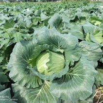 先甘802，薄叶子。莲花白大量上市。
