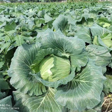 先甘802，薄叶子。莲花白大量上市。