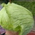 先甘802，薄叶子。莲花白大量上市。