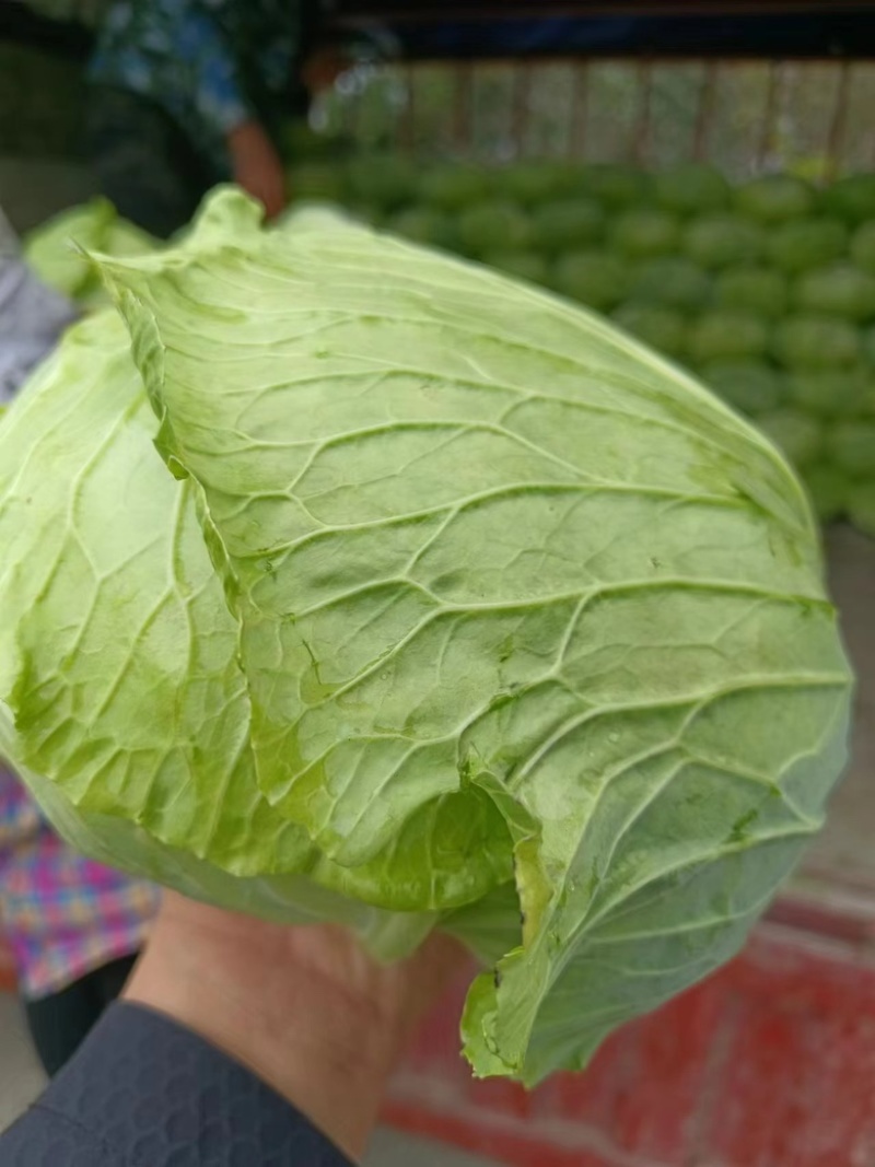 先甘802，薄叶子。莲花白大量上市。