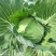 先甘802，薄叶子。莲花白大量上市。