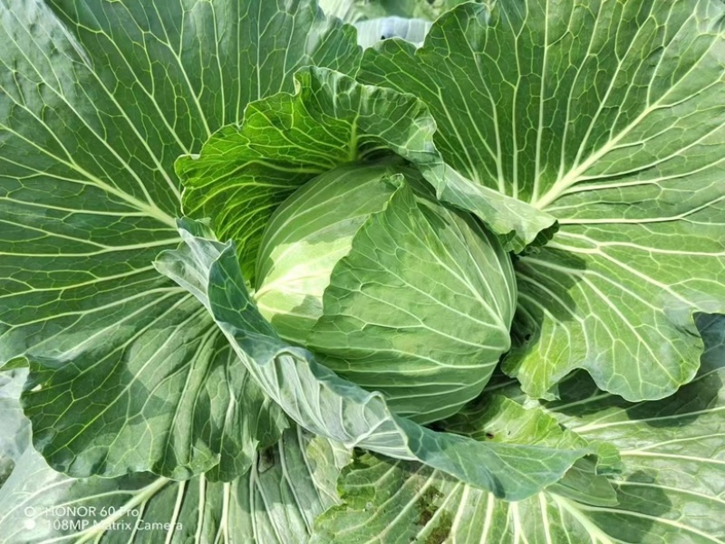 先甘802，薄叶子。莲花白大量上市。