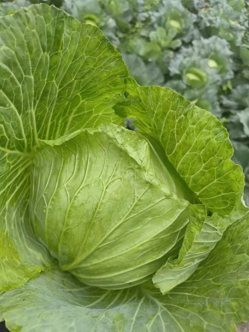 先甘802，薄叶子。莲花白大量上市。