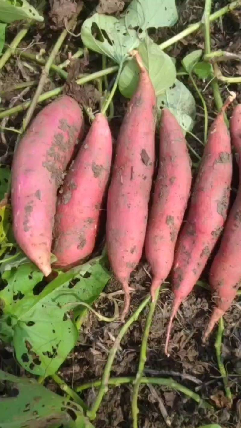 安徽黑土地精品西瓜红薯，无虫眼，无疤痕，色泽鲜艳，