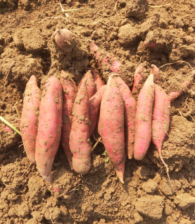安徽黑土地精品西瓜红薯，无虫眼，无疤痕，色泽鲜艳，