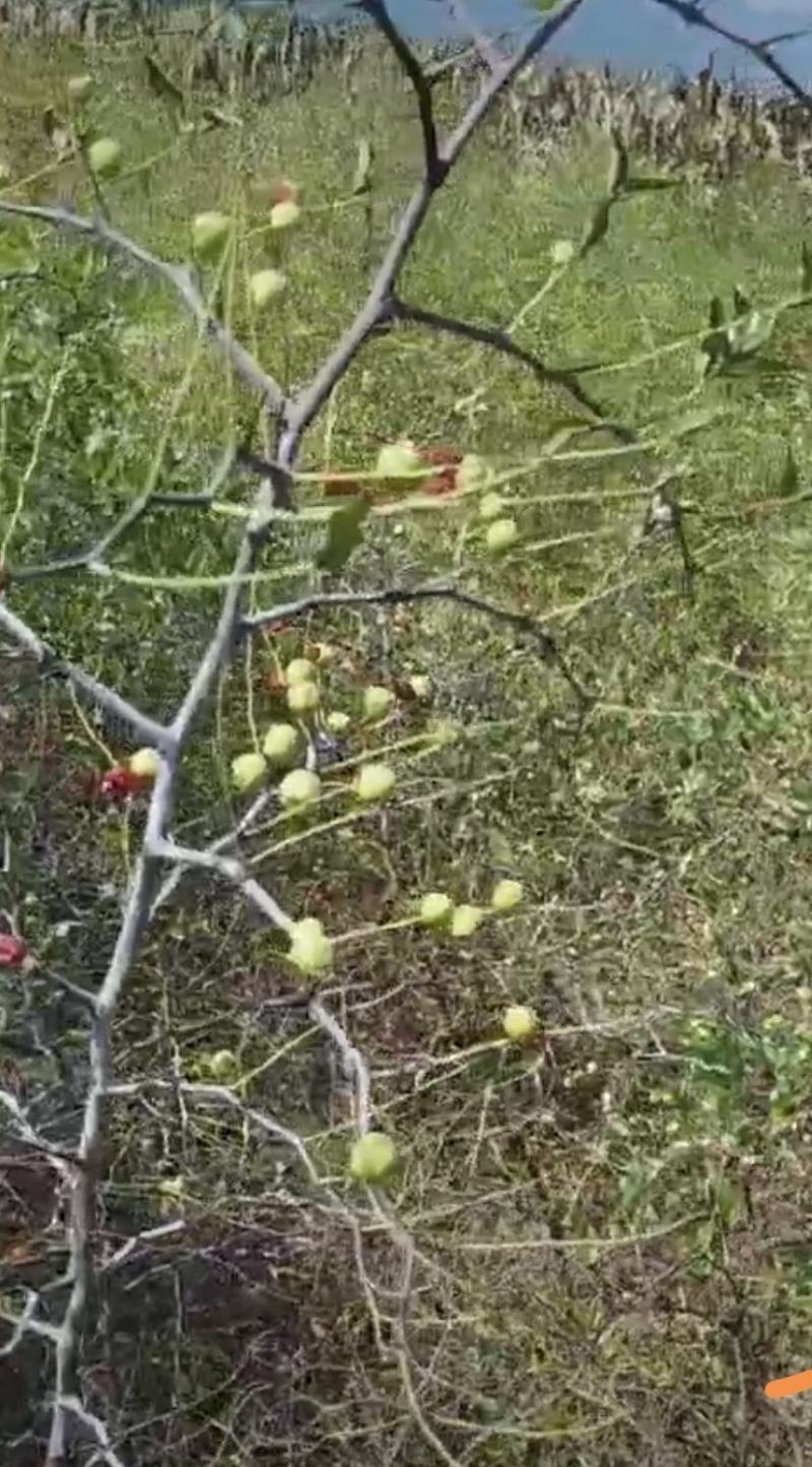高产药用酸枣苗，酸枣实生苗，酸枣苗，酸枣苗