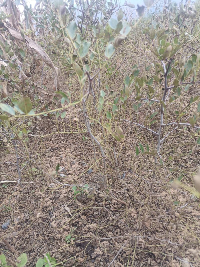 高产药用酸枣苗，酸枣实生苗，酸枣苗，酸枣苗