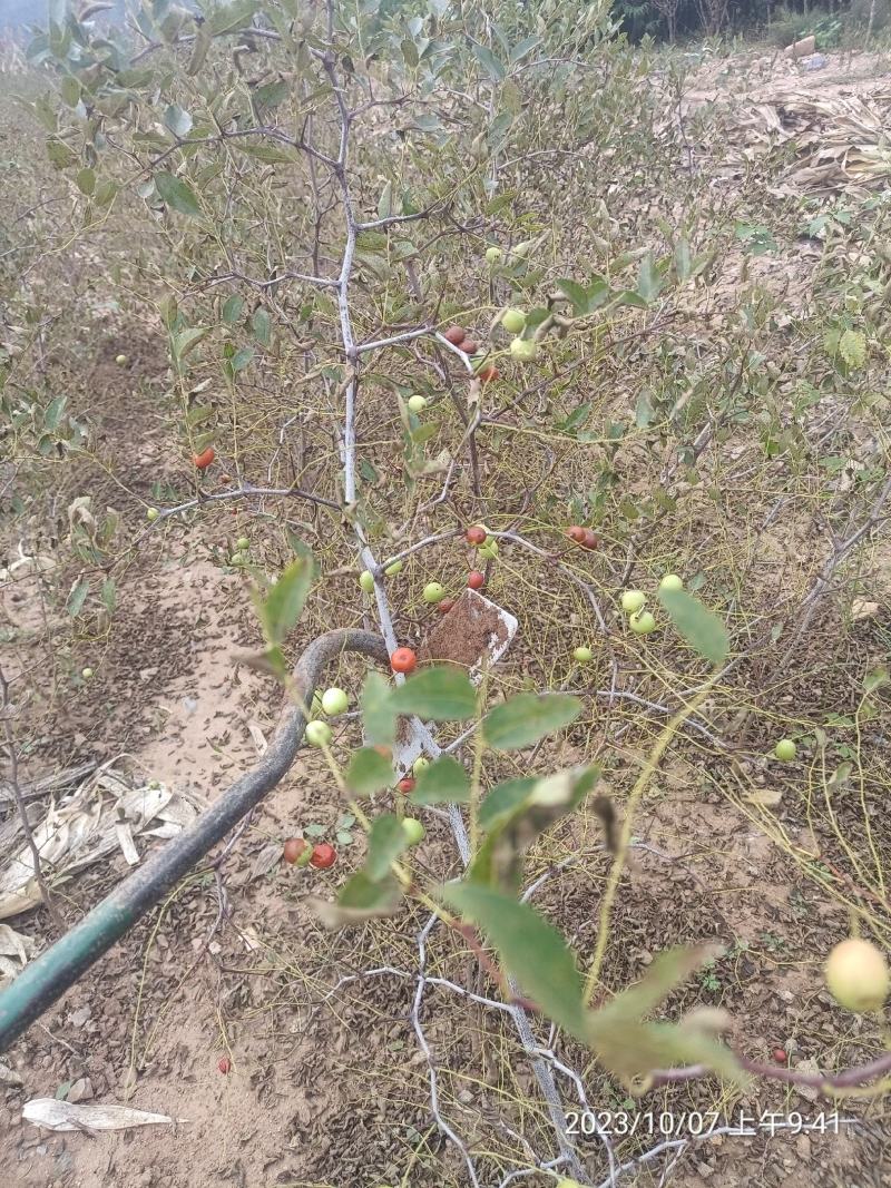 高产药用酸枣苗，酸枣实生苗，酸枣苗，酸枣苗