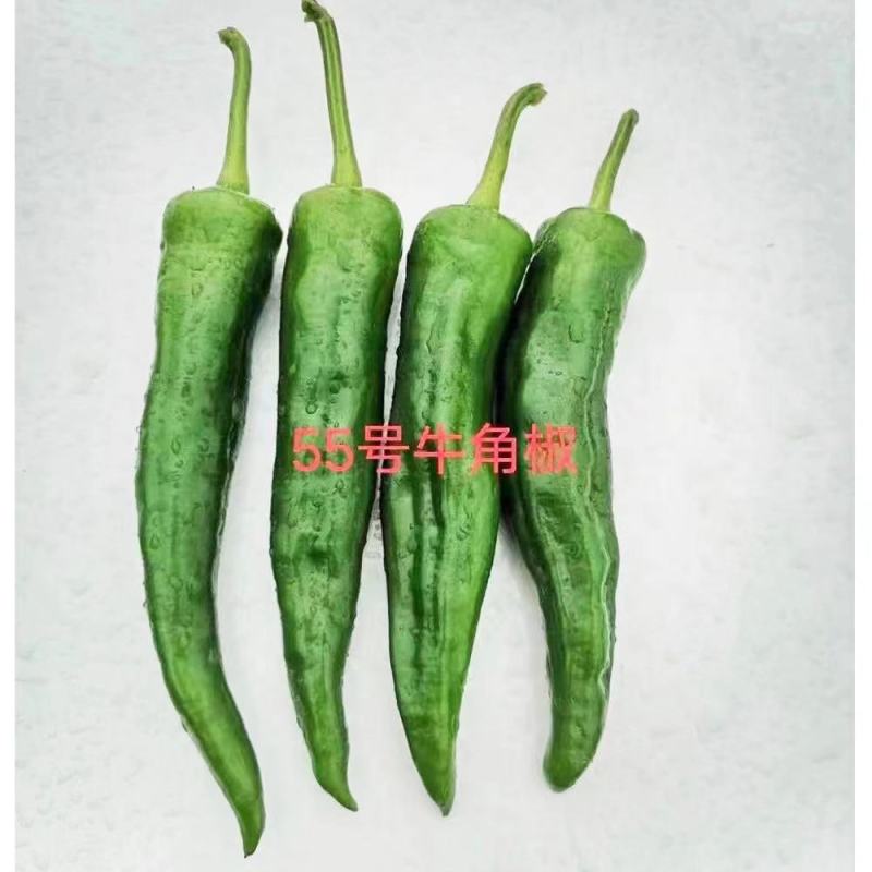 湘研55号辣椒种子中熟长牛角椒皮薄微皱软皮口感好微辣高产