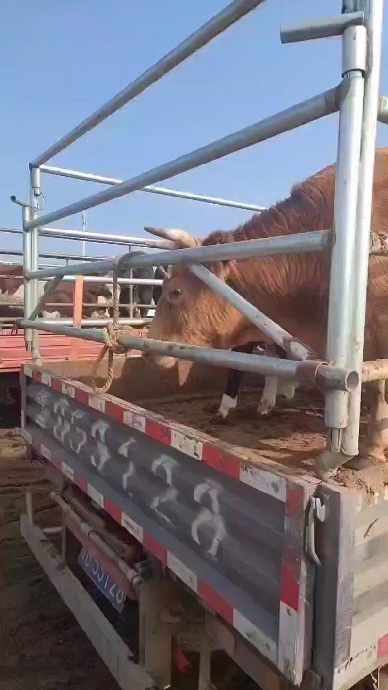 活牛
