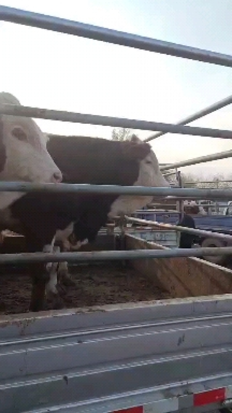 活牛