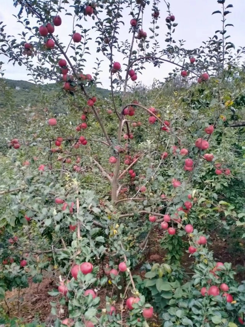 光果糖心丑苹果，颜色鲜红，果肉脆甜多汁，对接超市批发市场