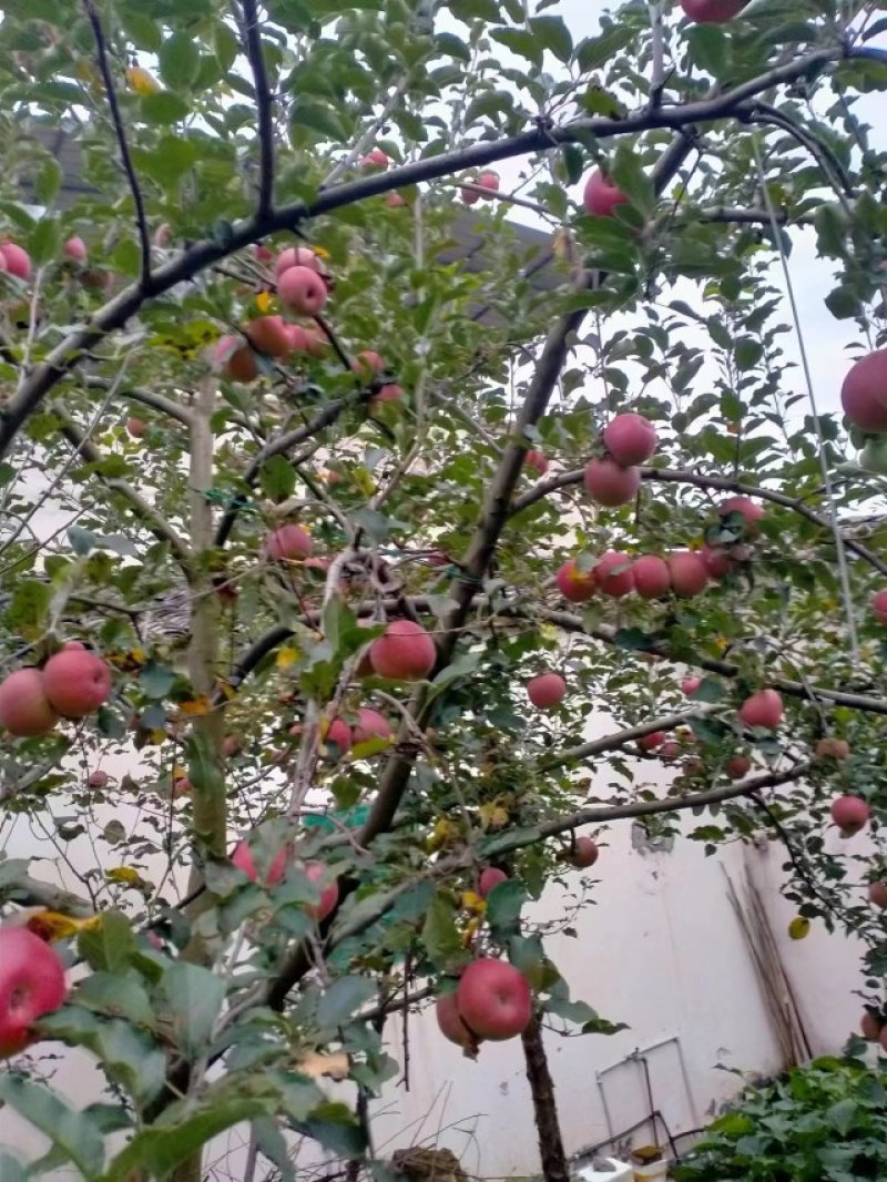 光果糖心丑苹果，颜色鲜红，果肉脆甜多汁，对接超市批发市场