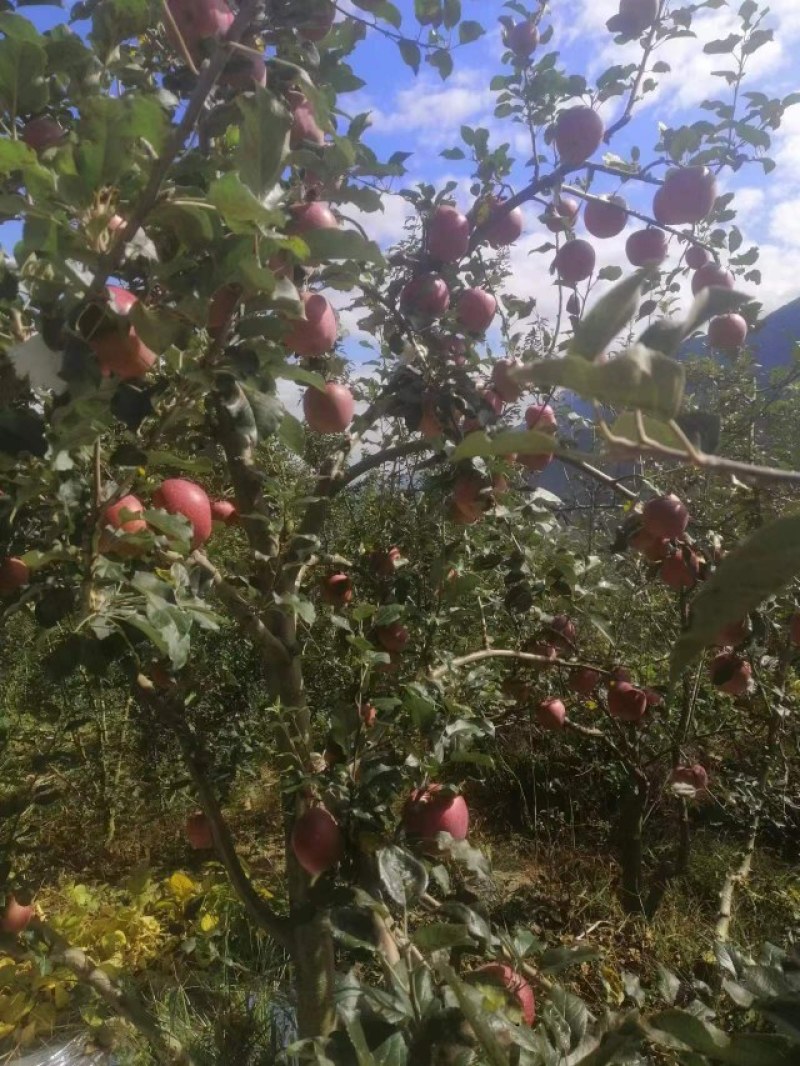 光果糖心丑苹果，颜色鲜红，果肉脆甜多汁，对接超市批发市场