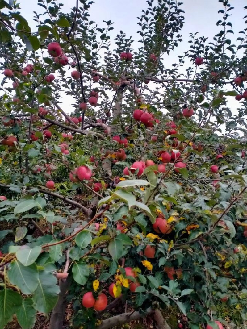 光果糖心丑苹果，颜色鲜红，果肉脆甜多汁，对接超市批发市场
