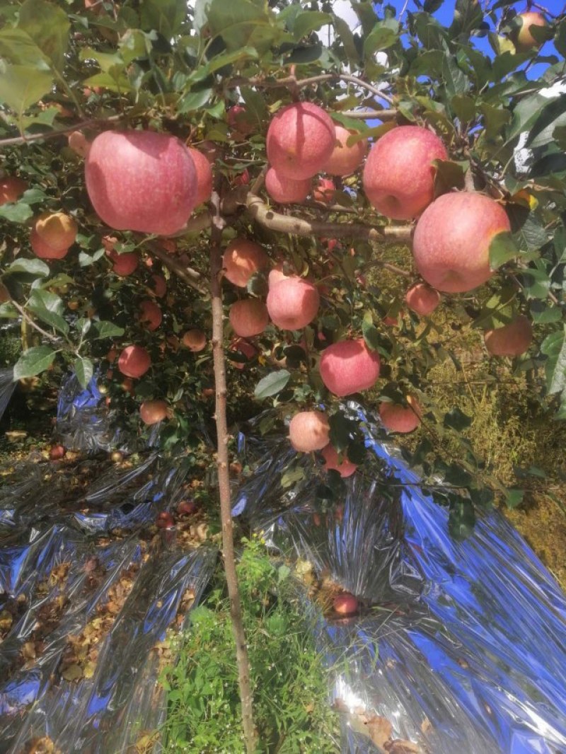 光果糖心丑苹果，颜色鲜红，果肉脆甜多汁，对接超市批发市场