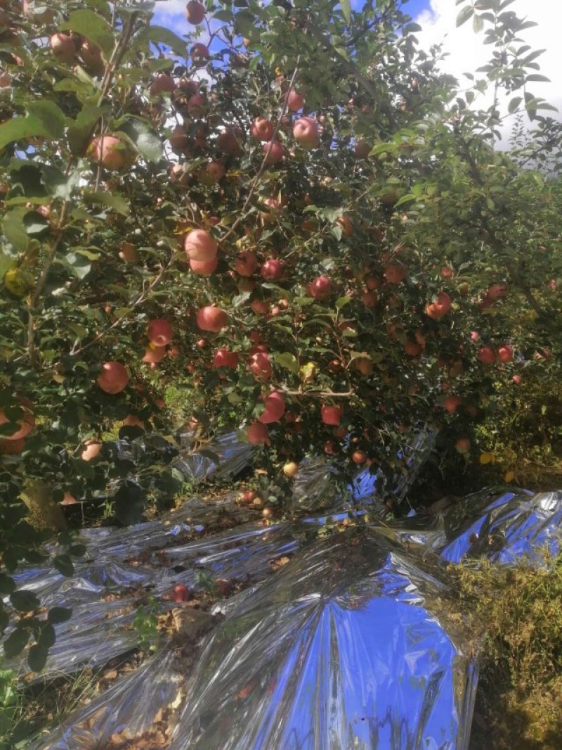 光果糖心丑苹果，颜色鲜红，果肉脆甜多汁，对接超市批发市场