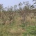 山楂苗