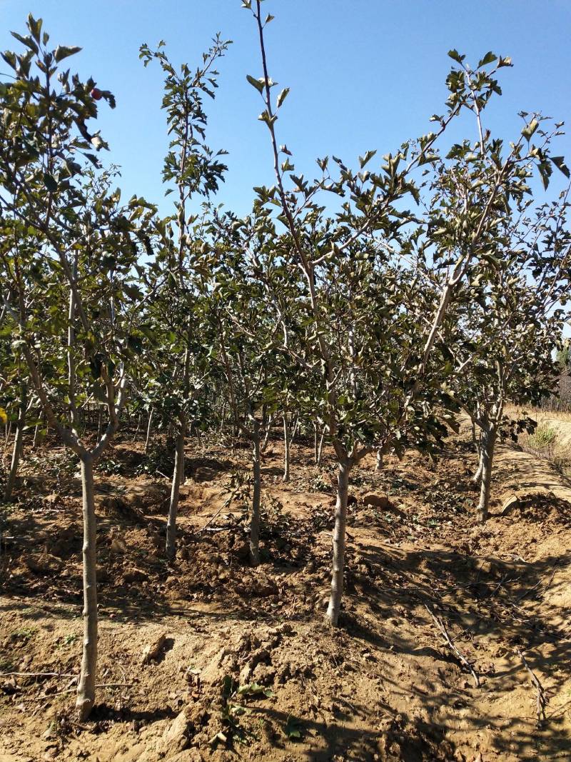 山楂苗