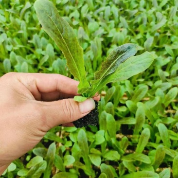 红叶莴笋苗绿叶莴笋苗基地直发，量大从优