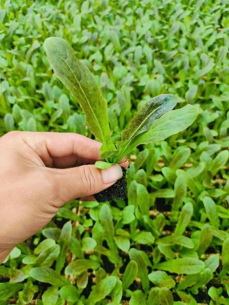 红叶莴笋苗绿叶莴笋苗基地直发，量大从优