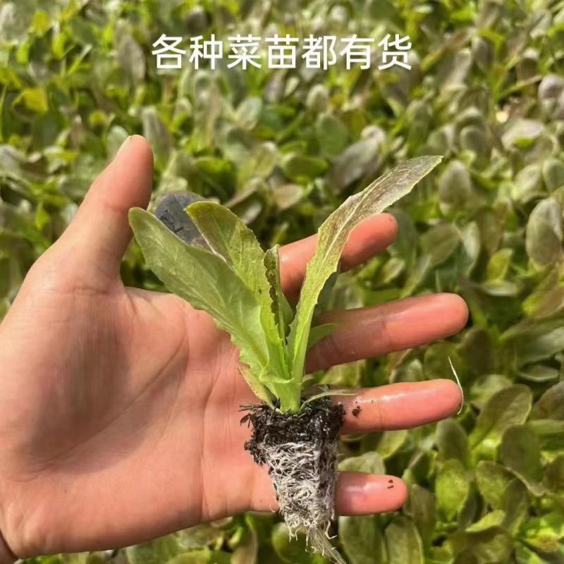 红叶莴笋苗绿叶莴笋苗基地直发，量大从优