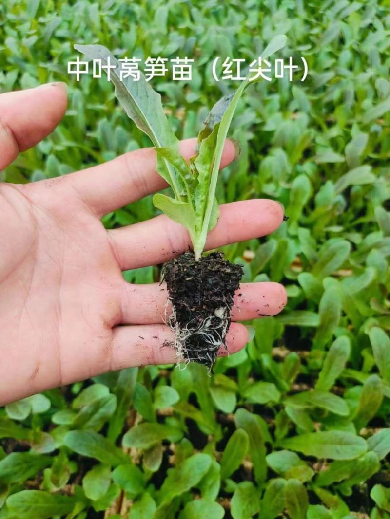 红叶莴笋苗绿叶莴笋苗基地直发，量大从优